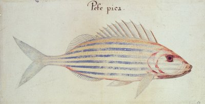 Blue Striped Grunt Fish by John White